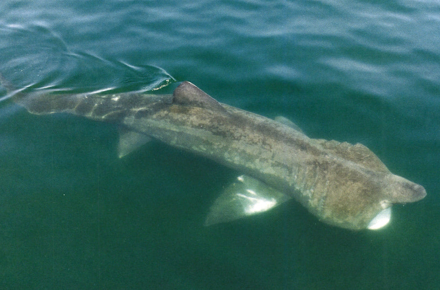 World Oceans Day 2024 - Cover